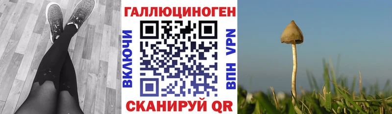 Псилоцибиновые грибы Cubensis  Андреаполь 